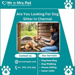 Dog Sitter in Chennai at Affordable Price