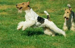 Fox Terrier Wire Puppies for Sale in Noida