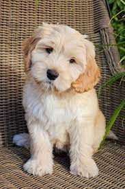 Labradoodle Puppies for Sale in Noida