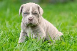 Neapolitan Mastiff Puppies for Sale in Noida