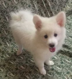 Pomeranian Puppies for Sale in Gurgaon