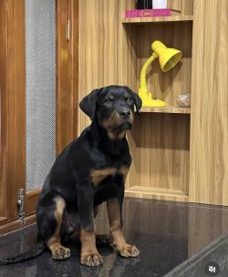 Rottweiler Puppies for Sale in Madurai