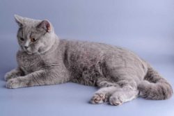 Russian Blue Kitten in Madurai