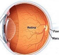 Top Vitreo Retinal Surgeon in Delhi for Eye Care