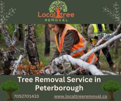 Affordable Tree Removal Services in Peterborough