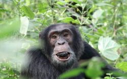 Book a 3 day gorilla trekking bwindi