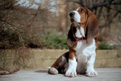 Basset Hound Puppies for Sale in Mysore