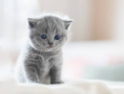 British Longhair Kitten in Mysore