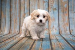 Cavapoo Puppies for Sale in Panipat