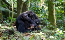 Book an Uganda gorilla safari tours