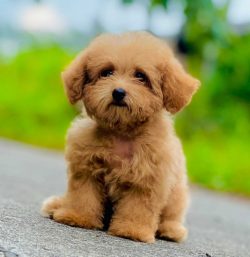 Cockapoo Puppies for Sale in Panipat