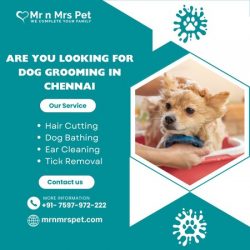 The Best Dog Grooming in Chennai