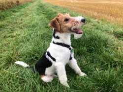 Fox Terrier Wire Puppies for Sale in Mysore