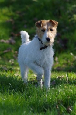 Fox Terrier Wire Puppies for Sale in Nagpur