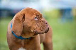 French Mastiff Puppies for Sale in Kochi