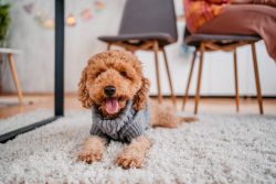 Labradoodle Puppies for Sale in Mysore