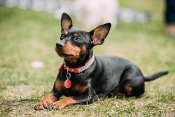 Miniature Pinscher Puppies for Sale in Indore