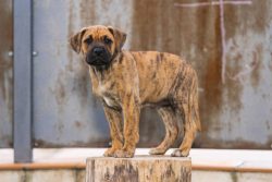 Presa Canario Puppies for Sale in Nagpur