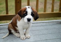 Saint Bernard Puppies for Sale in Bangalore