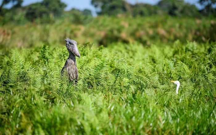 Bird watching in uganda