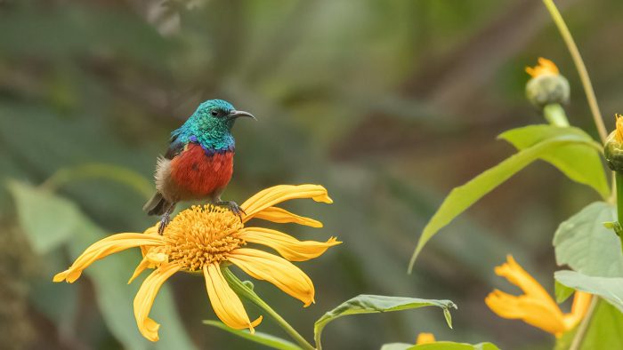 Explore the bird watching safari Uganda