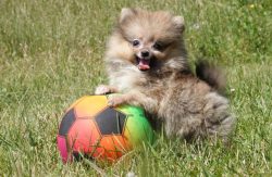 Toy Pom Puppies for Sale in Bhubaneswar