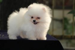 Toy Pomeranian Puppies for Sale in Ahmedabad