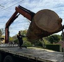 Reliable Tree Cutting Service in Sydney for Safe and Efficient Tree Management