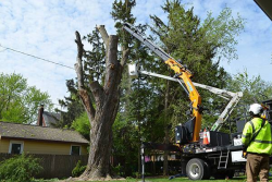 Professional Tree Services Sydney for Safe and Efficient Tree Care