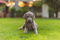 Weimaraner Puppies for Sale in Mysore