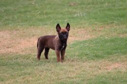 Belgian Malinois Puppies for Sale in Imphal