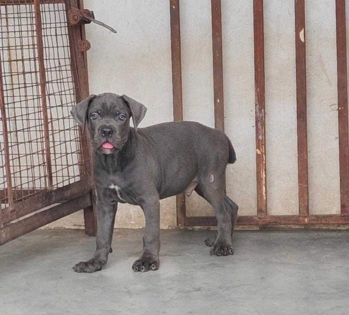 Cane Corso Puppies for Sale in Imphal