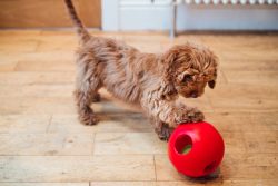 Cockapoo Puppies for Sale in Ghaziabad