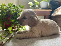 Cocker Spaniel Puppies for Sale in Noida