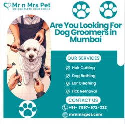 The Best Dog Groomers in Mumbai