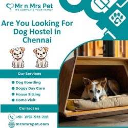 Affordable Dog Hostel in Chennai