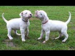 Dogo Argentino Puppies for Sale in Imphal