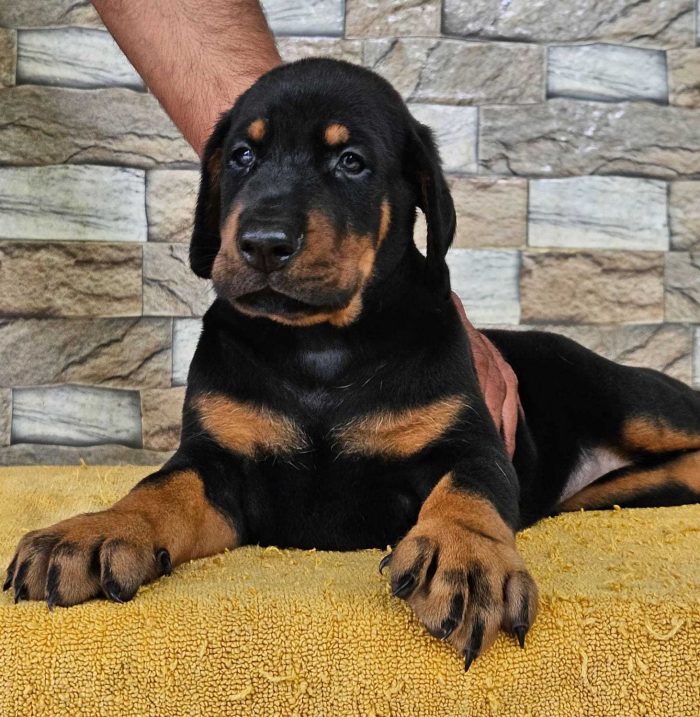 European Doberman Puppies for Sale in Ghaziabad