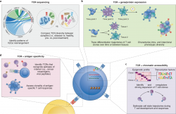 Unlocking Immune Insights with Adaptive TCR Sequencing: A New Frontier in Immunology