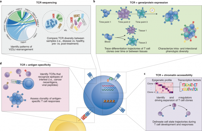 Unlocking Immune Insights with Adaptive TCR Sequencing: A New Frontier in Immunology