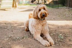 Goldendoodle Puppies for Sale in Ghaziabad