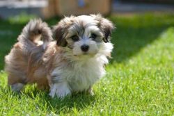 Havanese Puppies for Sale in Imphal