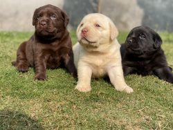 Labrador Retriever Puppies for Sale in Ghaziabad