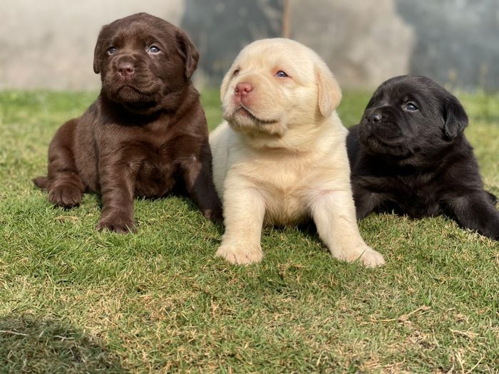 Labrador Retriever Puppies for Sale in Ghaziabad