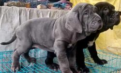 Neapolitan Mastiff Puppies for Sale in Ghaziabad