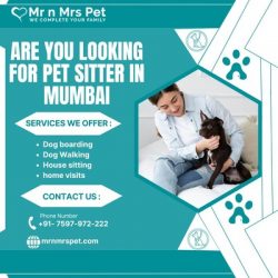 Professional Pet Sitter in Mumbai