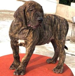 Presa Canario Puppies for Sale in Imphal