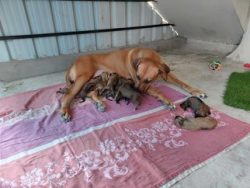 Rhodesian Ridgeback Puppies for Sale in Noida