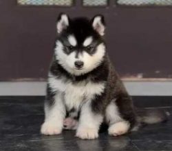 Siberian Husky Puppies for Sale in Imphal