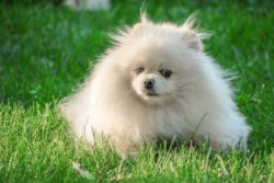 Toy Pom Puppies for Sale in Ghaziabad